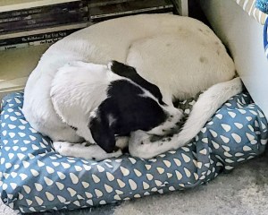 Calvin is a very sweet dog!